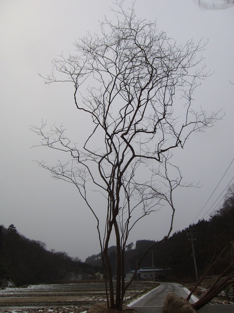 今年も山採りシーズン到来です♪