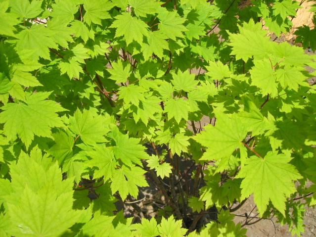 ～初売り～植木販売について