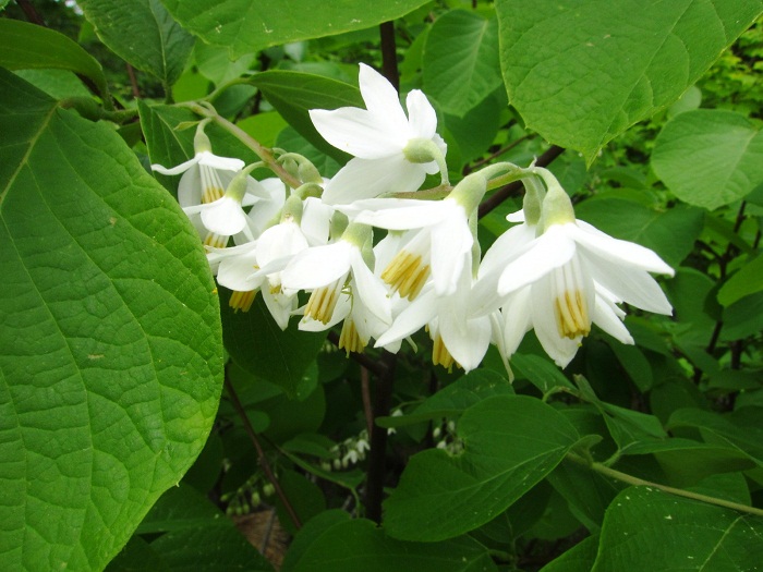 ハクウンボクの花が咲き始めました。