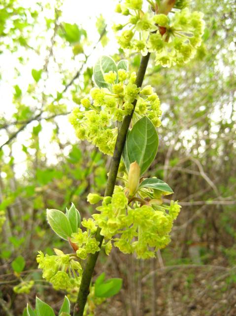 芽吹きが活発になっています。