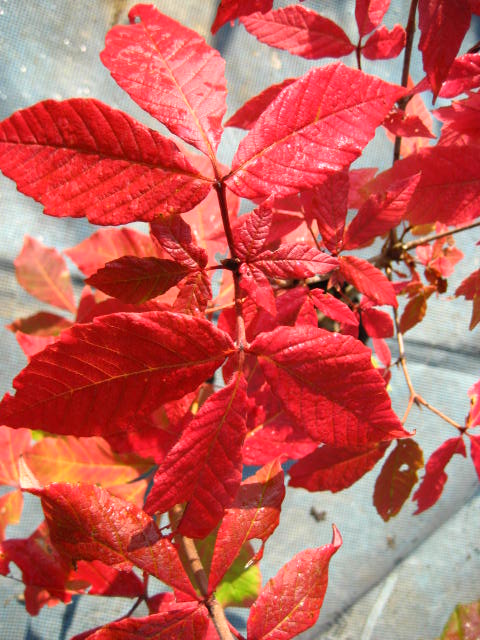 メグスリノキの紅葉