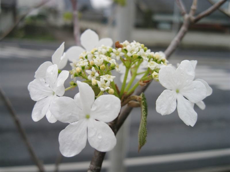 雨続きです．．．