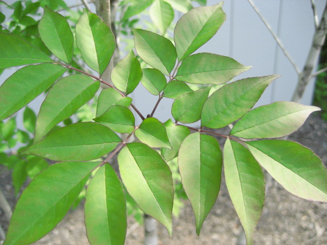 植え付け作業も落ち着いてきました。